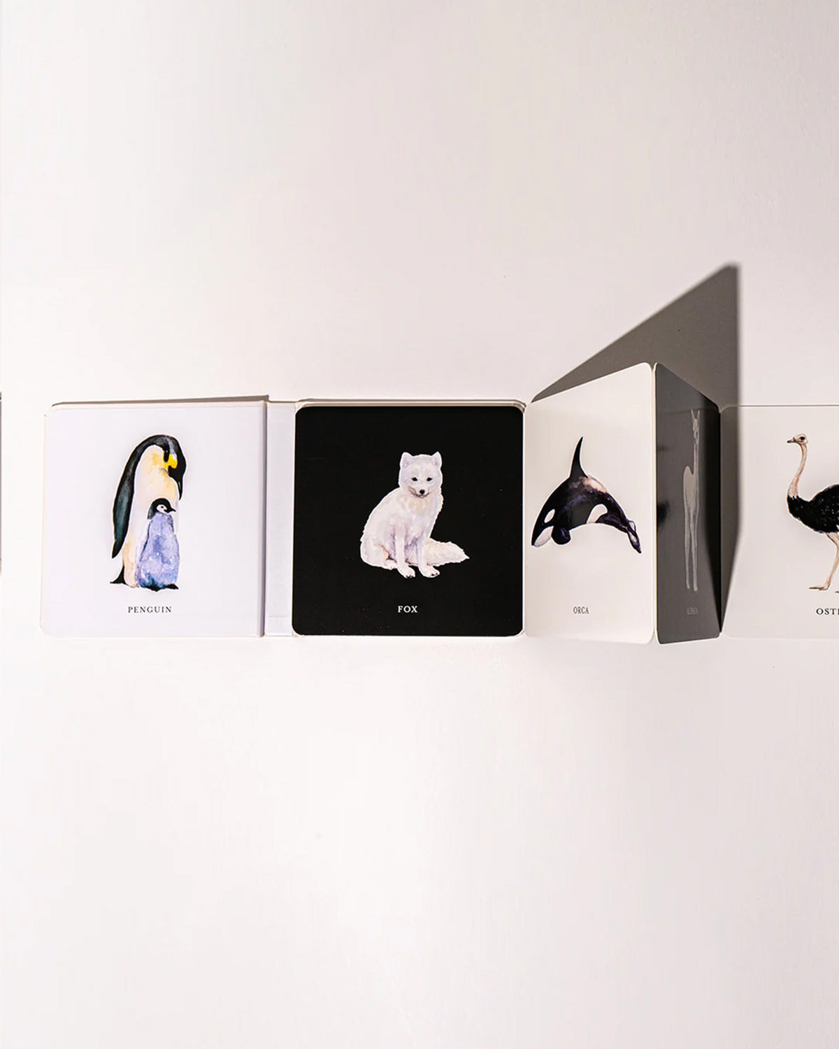 Baby's Black and White Contrast Book