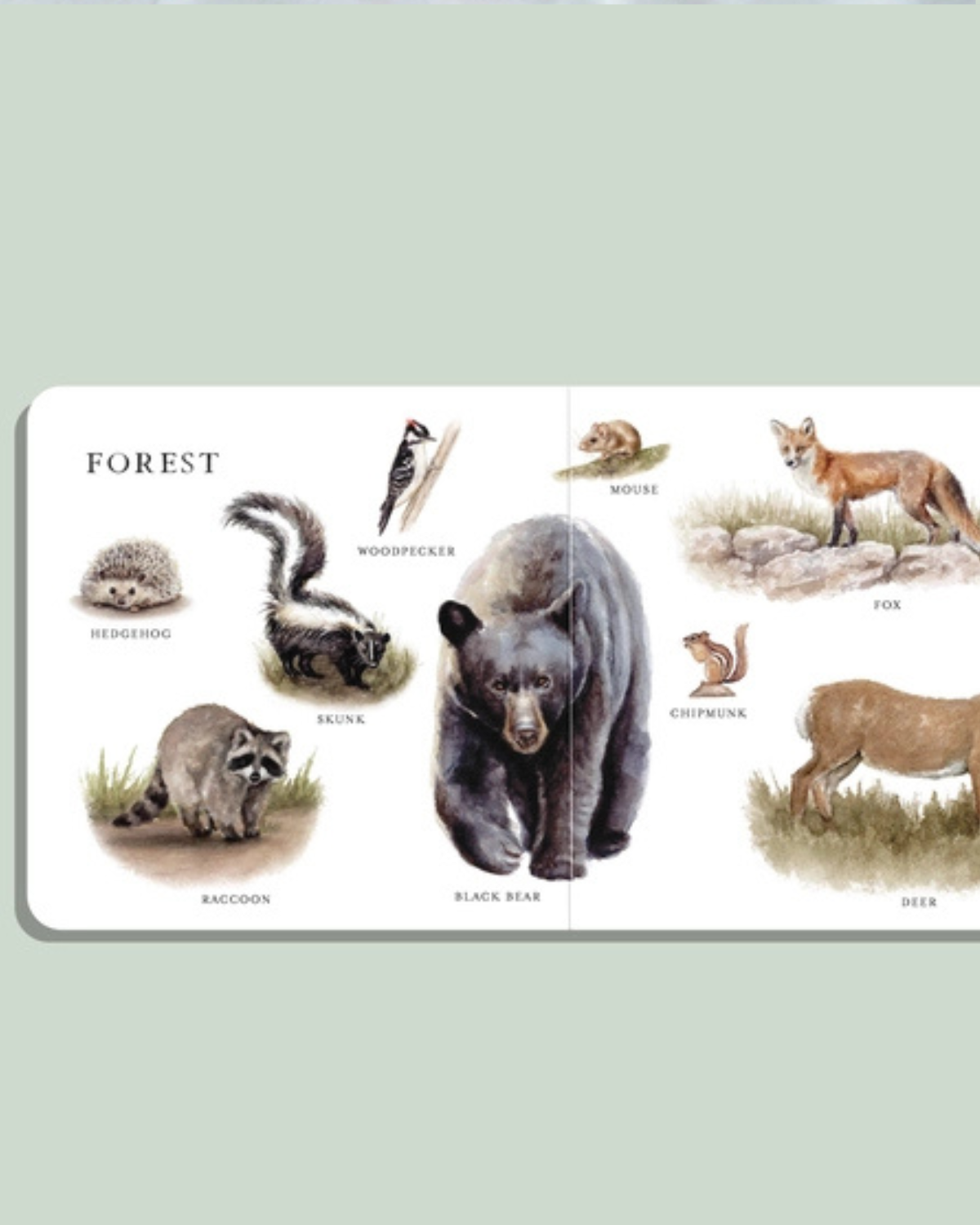 Our Big Book of Animals