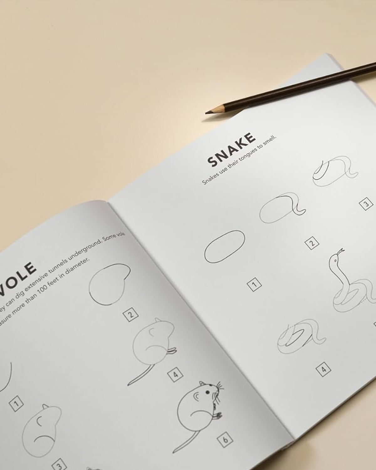 How to Draw Woodland Creatures