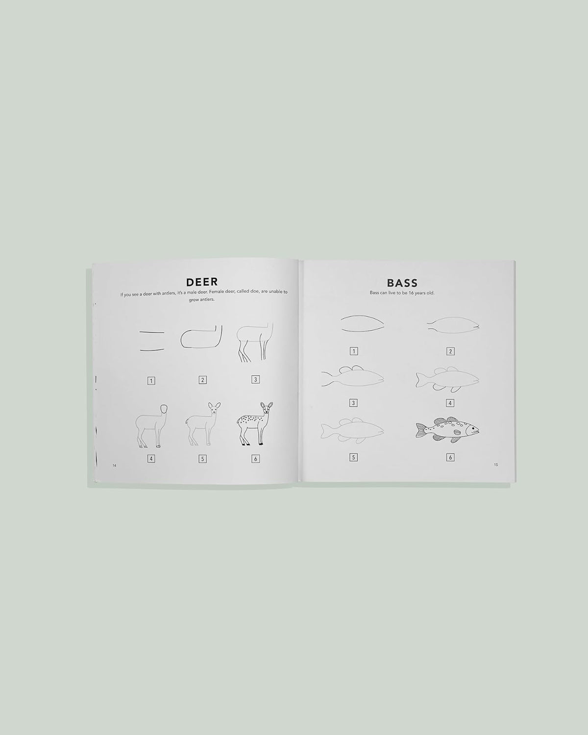 How to Draw Woodland Creatures