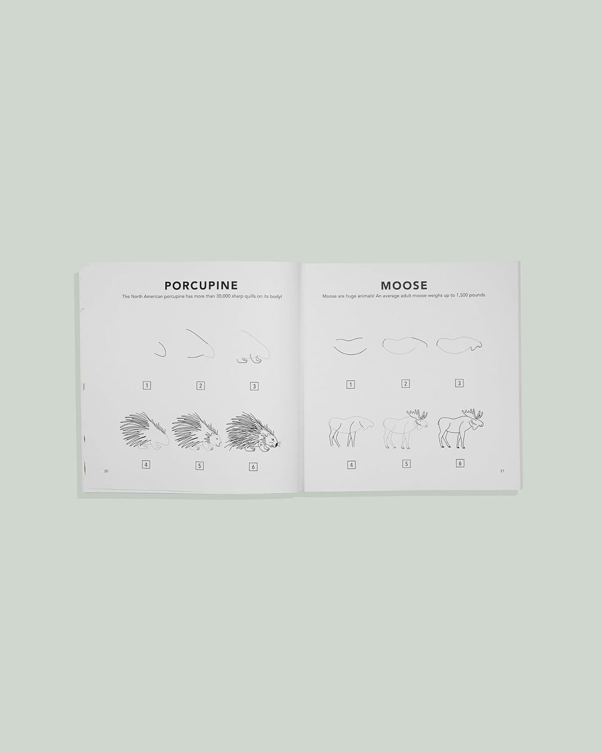 How to Draw Woodland Creatures