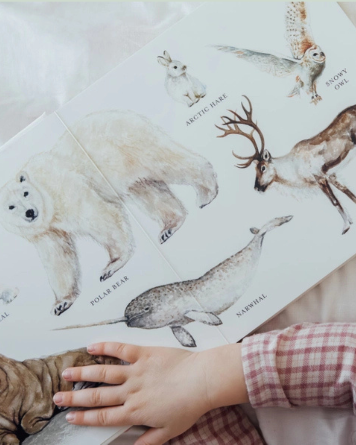 Our Big Book of Animals