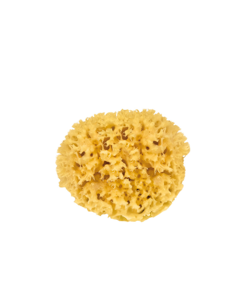Medium Natural Sea Sponge <br> Croll & Denecke