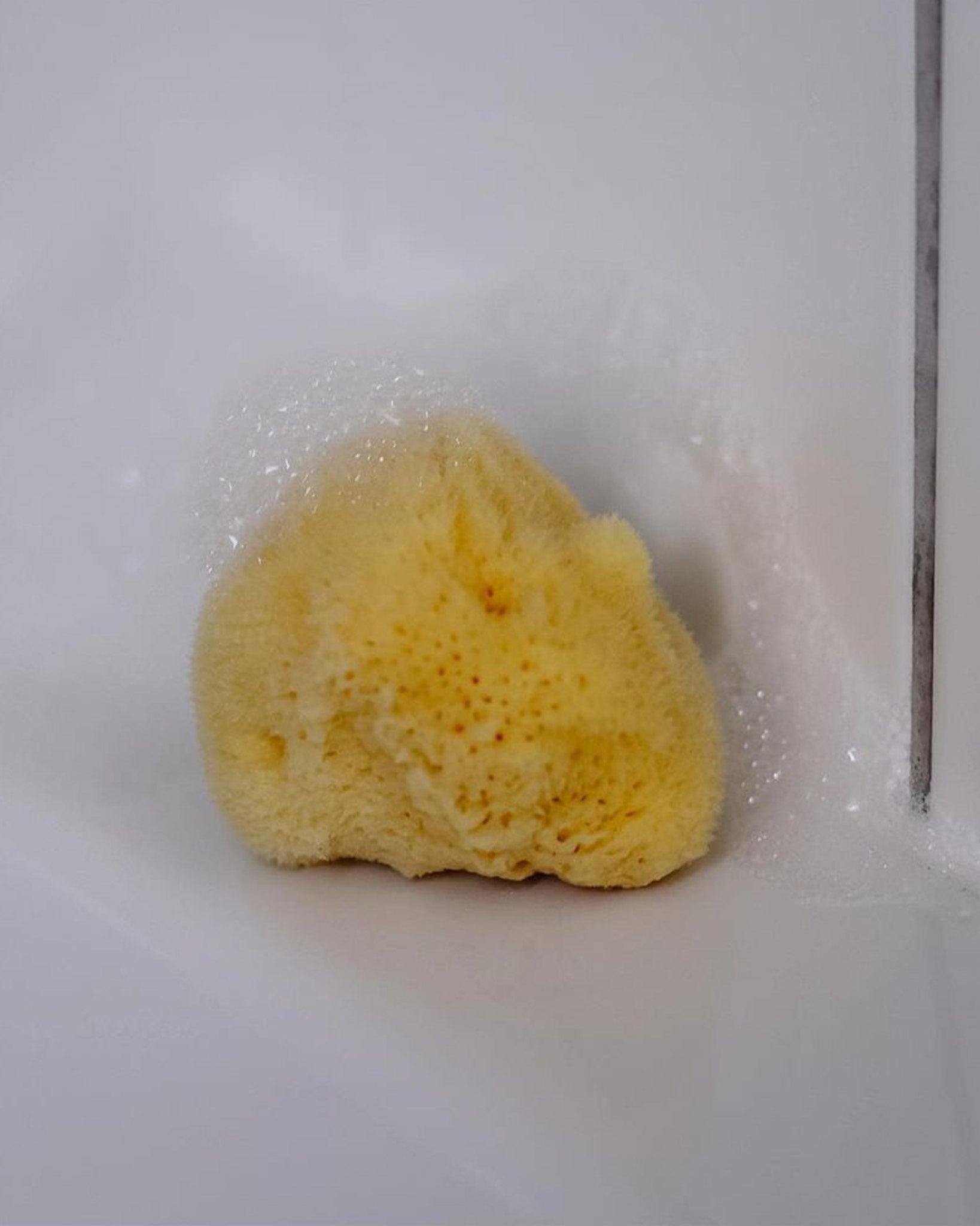 Medium Natural Sea Sponge <br> Croll & Denecke